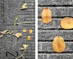 Attēlu rezultāti vaicājumam “Veronica scutellata leaf”