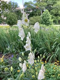 Attēlu rezultāti vaicājumam “Aconitum napellus flower”