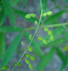 Attēlu rezultāti vaicājumam “Diderma cingulatum sessile”