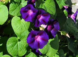 Image result for Ipomoea purpurea