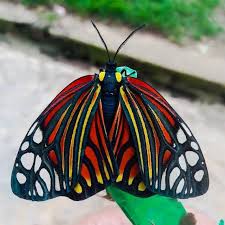 Attēlu rezultāti vaicājumam “Raphidioptera imago”