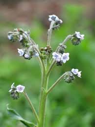Attēlu rezultāti vaicājumam “Myosotis micrantha”