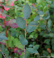 Attēlu rezultāti vaicājumam “Amelanchier spicata”