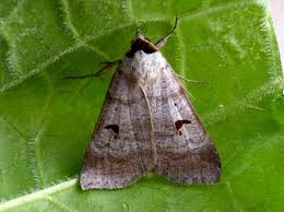 Attēlu rezultāti vaicājumam “Lygephila pastinum”