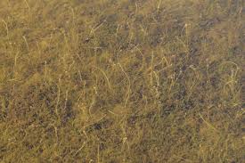 Attēlu rezultāti vaicājumam “Stuckenia filiformis”