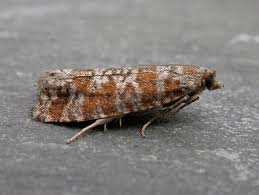 Attēlu rezultāti vaicājumam “Rhyacionia pinicolana”