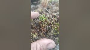 Attēlu rezultāti vaicājumam “Polytrichum strictum”