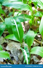 Attēlu rezultāti vaicājumam “Allium ursinum leaf”