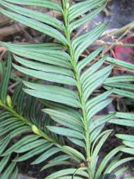 Attēlu rezultāti vaicājumam “Taxus baccata leaf”