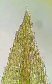 Attēlu rezultāti vaicājumam “Pohlia wahlenbergii var. calcarea”