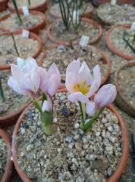 Attēlu rezultāti vaicājumam “Colchicum szovitsii subsp. szovitsii flower”
