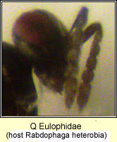 Attēlu rezultāti vaicājumam “Rabdophaga heterobia”