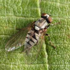 Attēlu rezultāti vaicājumam “Platypezidae”