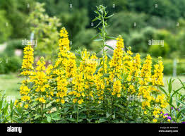 Attēlu rezultāti vaicājumam “Lysimachia punctata flower”