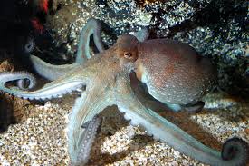 Image result for Octopus vulgaris