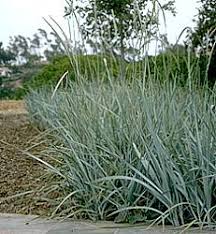 Attēlu rezultāti vaicājumam “Leymus arenarius”