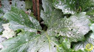 Attēlu rezultāti vaicājumam “Erysiphe galeopsidis”