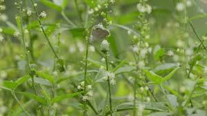 Attēlu rezultāti vaicājumam “Hesperis matronalis bud”