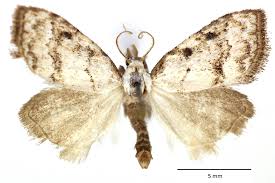 Attēlu rezultāti vaicājumam “Nola aerugula”