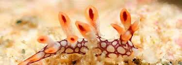 ผลการค้นหารูปภาพสำหรับ Bornella Anguilla