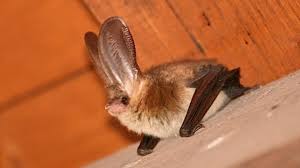 Attēlu rezultāti vaicājumam “Plecotus auritus”