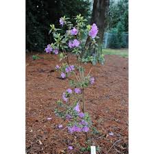 Attēlu rezultāti vaicājumam “Rhododendron sichotense flower”