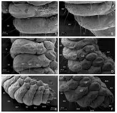 Attēlu rezultāti vaicājumam “Leiodidae larva”