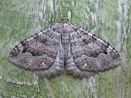 Attēlu rezultāti vaicājumam “Triphosa dubitata”