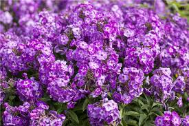 Image result for Phlox (großblumig)