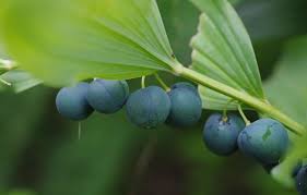 Attēlu rezultāti vaicājumam “Polygonatum multiflorum  leaf”