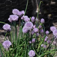 Image result for Allium schoenoprasum