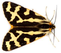 Attēlu rezultāti vaicājumam “Parasemia plantaginis”