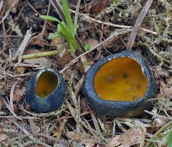 Attēlu rezultāti vaicājumam “Caloscypha fulgens”