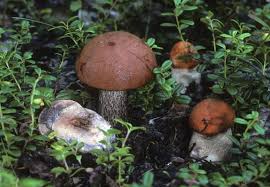 Attēlu rezultāti vaicājumam “Leccinum aurantiacum”