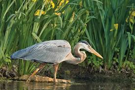 Image result for heron
