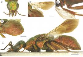 Attēlu rezultāti vaicājumam “Hedychrum sp.”