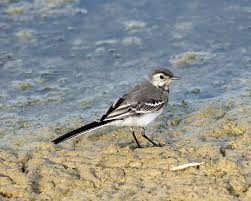 Attēlu rezultāti vaicājumam “Motacilla alba juvenile”