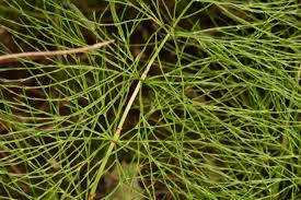 Attēlu rezultāti vaicājumam “Equisetum pratense”