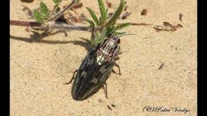 Attēlu rezultāti vaicājumam “Chalcophora mariana”