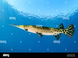 Image result for Lepisosteus osseus