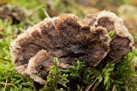 Attēlu rezultāti vaicājumam “Thelephora terrestris”