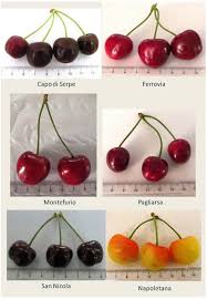 Attēlu rezultāti vaicājumam “Cerasus fruit”