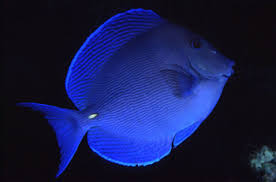 Image result for Acanthurus coeruleus