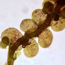 Attēlu rezultāti vaicājumam “Frullania fragilifolia”