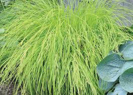 Attēlu rezultāti vaicājumam “Carex elata”