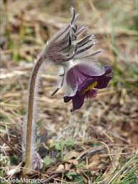 Attēlu rezultāti vaicājumam “Pulsatilla pratensis”