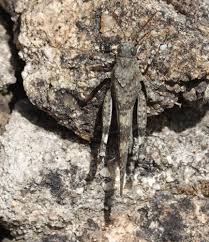 Attēlu rezultāti vaicājumam “Oedipoda caerulescens”