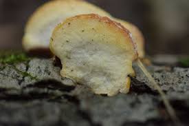 Attēlu rezultāti vaicājumam “Antrodiella serpula”