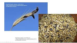 Image result for Secale cereale