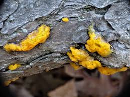 Attēlu rezultāti vaicājumam “Dacrymyces chrysospermus”